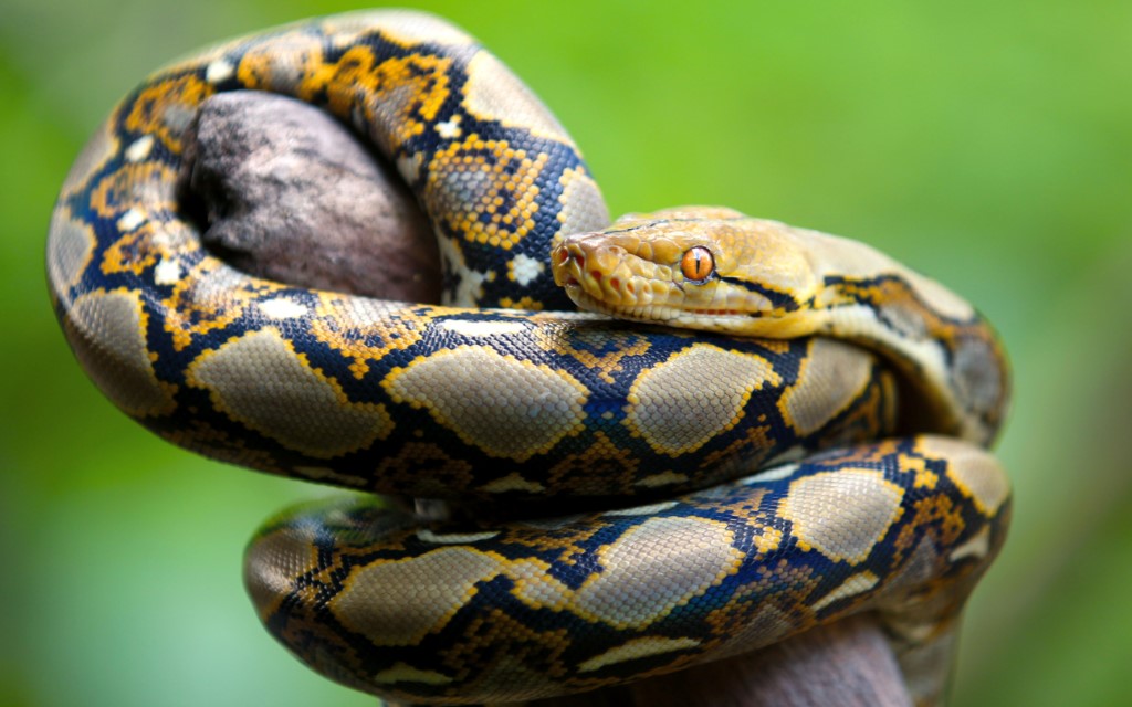 Medical Logo Snake Meaning In Tamil